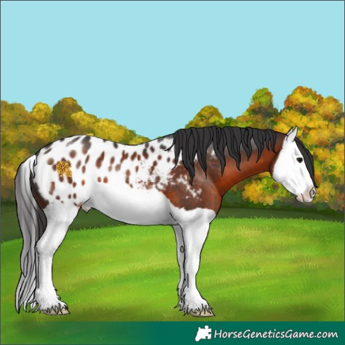 Horse Color:Brown Splash Appaloosa 