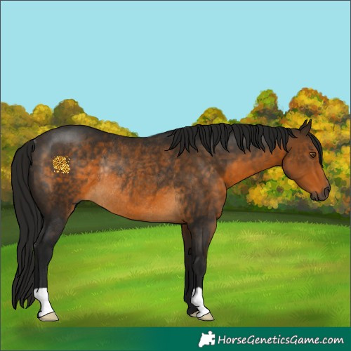 Horse Color:Gray Buckskin Rabicano 