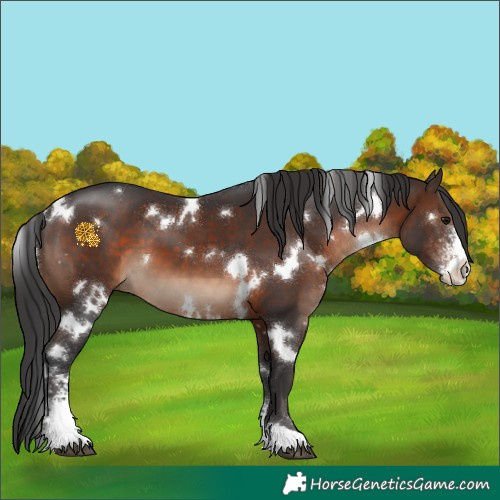 Horse Color:White Spotted Brown Sabino 