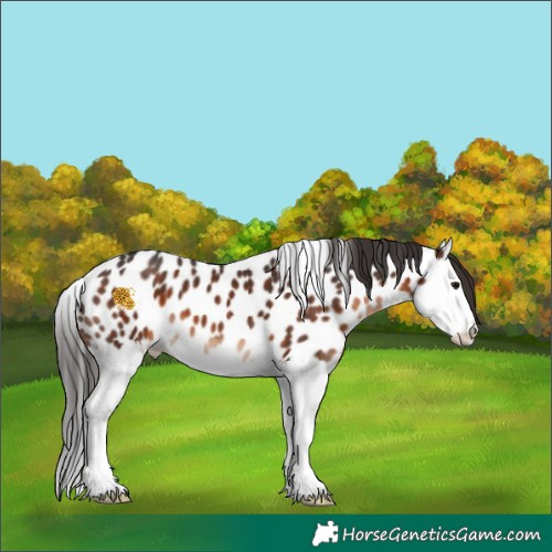 Horse Color:Brown Splash Appaloosa 