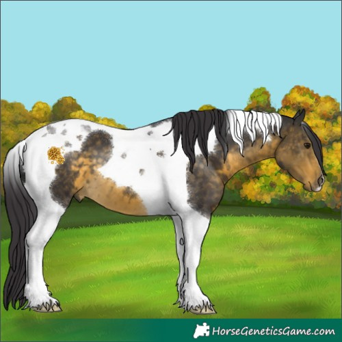 Horse Color:Buckskin Tobiano 