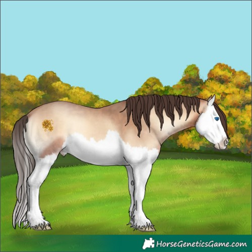 Horse Color:Amber Champagne Onyx Splash 