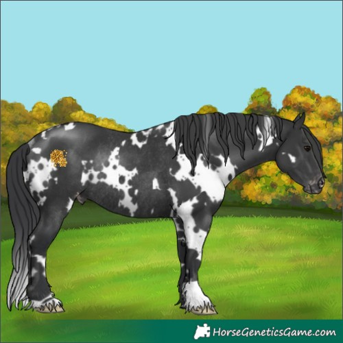 Horse Color:White Spotted Black Varnish Rabicano 
