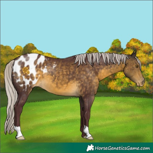 Horse Color:Chocolate Silver Buckskin Appaloosa 