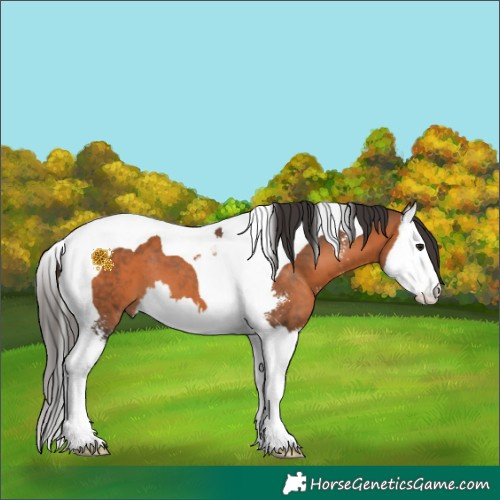 Horse Color:Bay Sabino Splash Tobiano 
