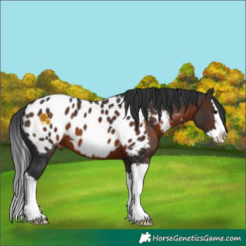 Horse Color:Brown Splash Appaloosa 