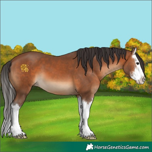 Horse Color:Bay Sabino Splash 