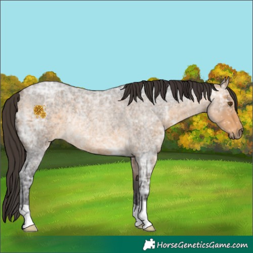 Horse Color:Buckskin Ice Roan Rabicano 