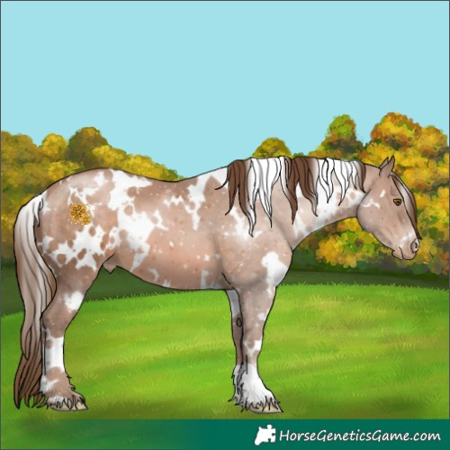 Horse Color:White Spotted Brown Pearl 