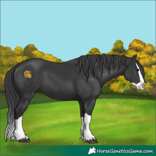 Horse Color:Black Splash 
