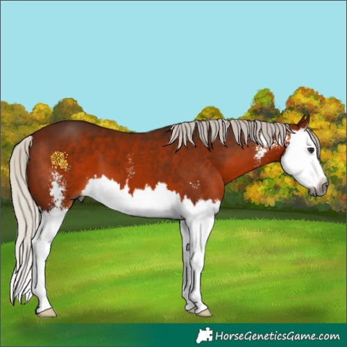 Horse Color:Gray Silver Bay Sabino Splash 