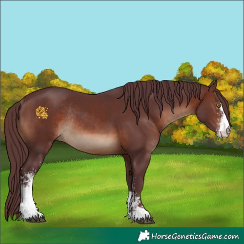Horse Color:Chocolate Brown Sabino Rabicano 