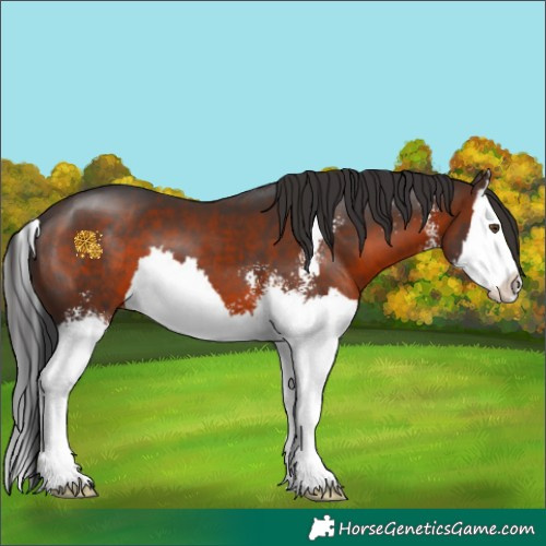 Horse Color:Brown Sabino Splash 