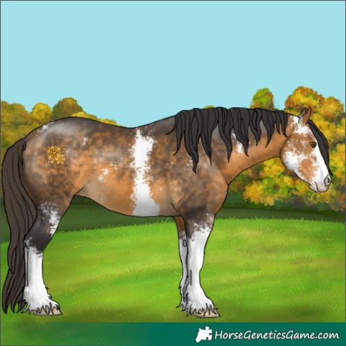 Horse Color:Buckskin Sabino 