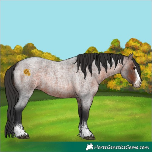 Horse Color:Brown Roan Sabino 