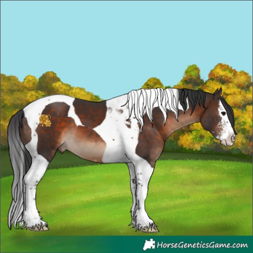Horse Color:Brown Sabino Splash Tobiano 