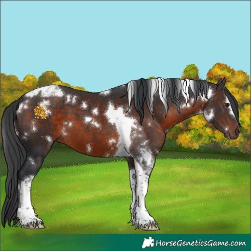 Horse Color:White Spotted Brown Tobiano 