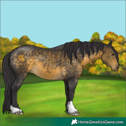 Horse Color:Buckskin 