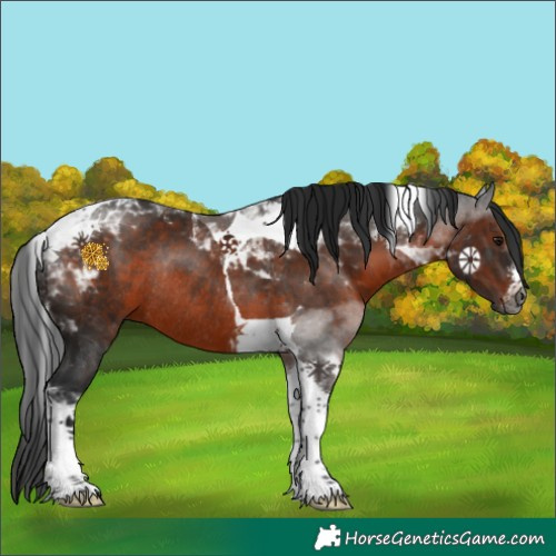 Horse Color:Gray Brown Sabino Tobiano Rabicano 