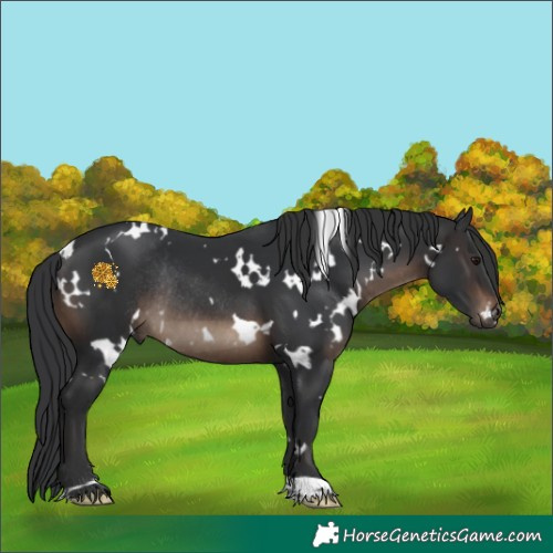 Horse Color:White Spotted Brown Rabicano 