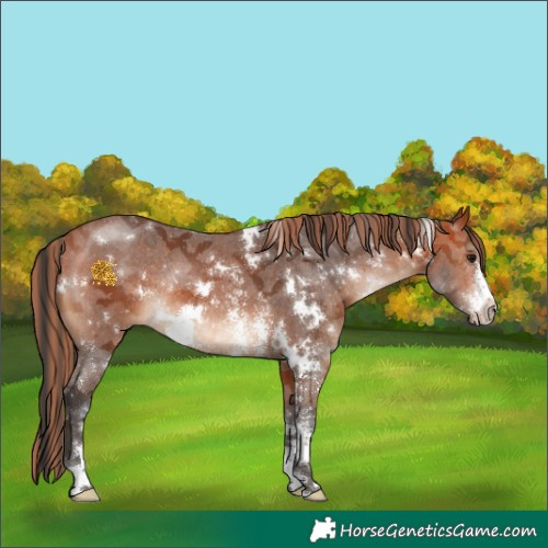 Horse Color:Painted White Spotted Bay Sabino Rabicano 