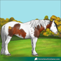 Horse Color:Brown Splash Tobiano