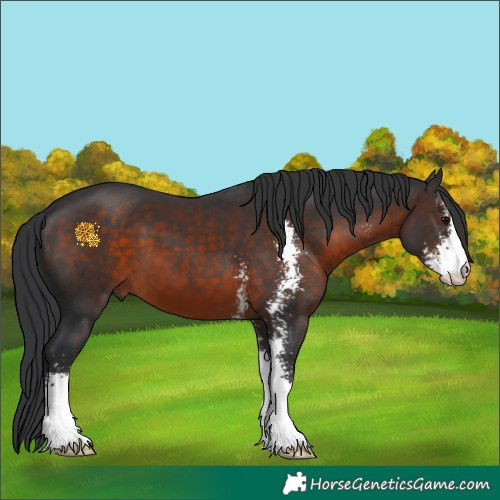 Horse Color:Brown Sabino 