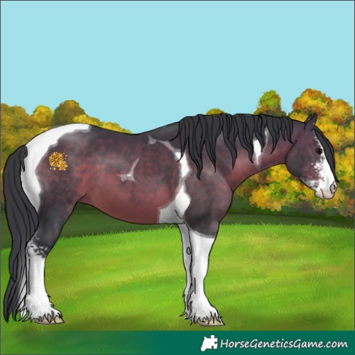 Horse Color:Brown Sabino Tobiano 