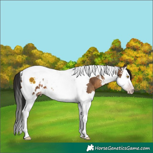 Horse Color:Gray Sable Champagne Sabino Splash Tobiano Blanket 