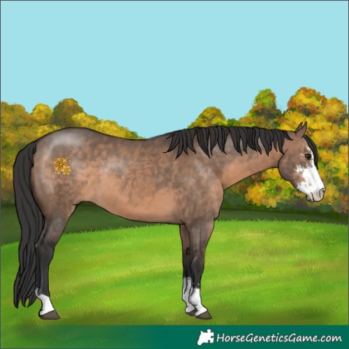 Horse Color:Brown Dun Sabino 