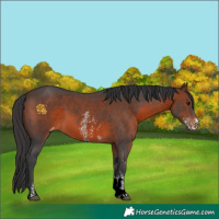 Horse Color:Brown Sabino Varnish
