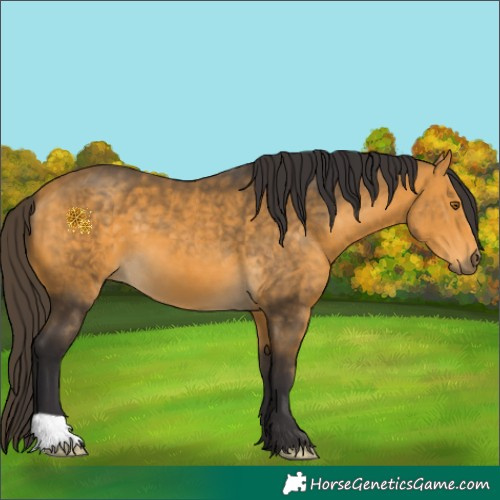 Horse Color:Buckskin 
