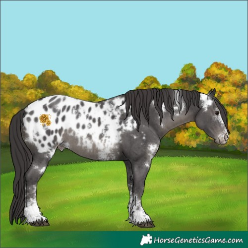 Horse Color:White Spotted Smoky Black Sabino Appaloosa Rabicano 