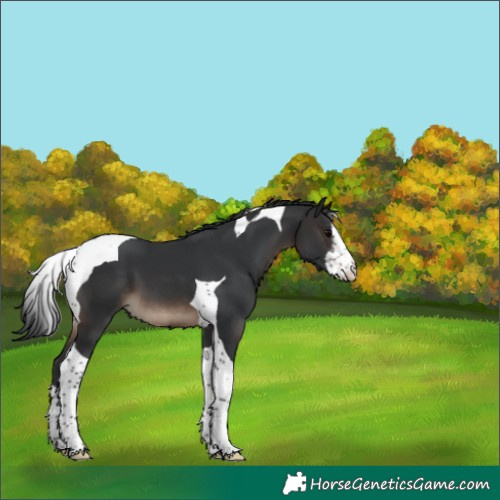 Horse Color:White Spotted Brown Tobiano 