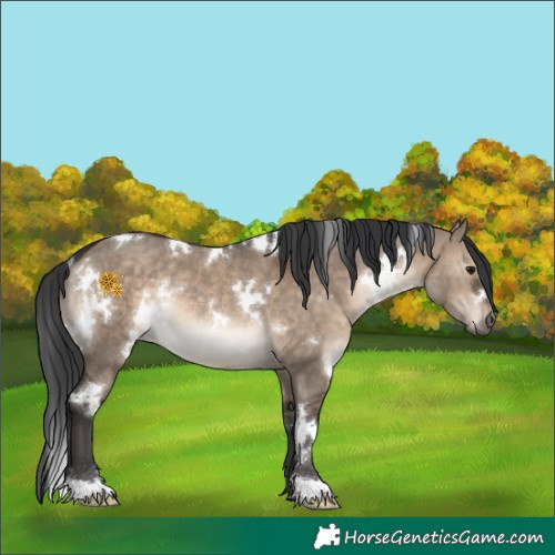 Horse Color:White Spotted Brown Dun Rabicano 