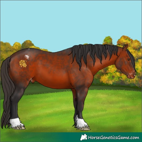 Horse Color:Bay Appaloosa 