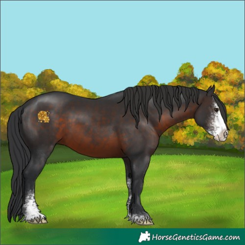Horse Color:Brown Sabino 