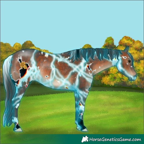 Horse Color:Thunderstruck White Spotted Brown Rabicano 