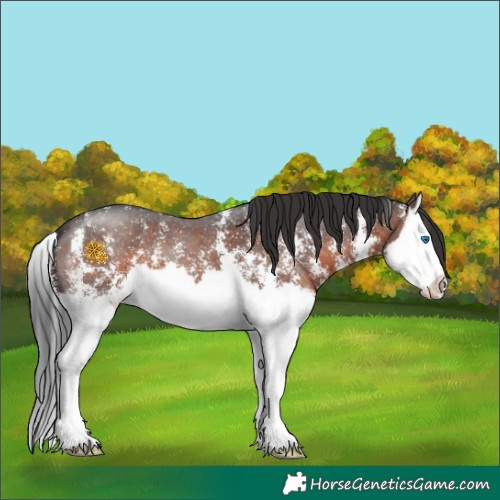 Horse Color:Brown Sabino Splash 