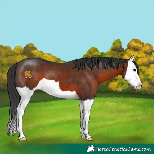 Horse Color:Brown Splash 