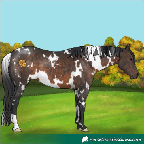Horse Color:White Spotted Brown 