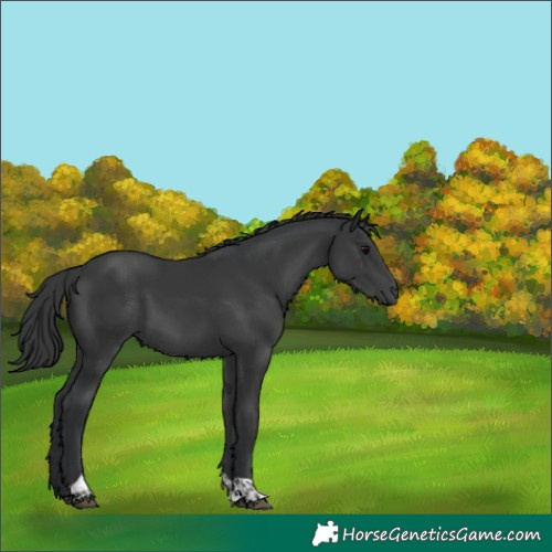 Horse Color:Black Tobiano 