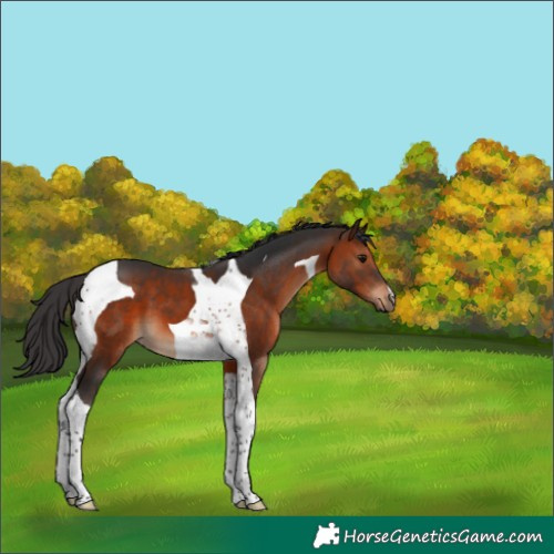 Horse Color:Brown Tobiano 