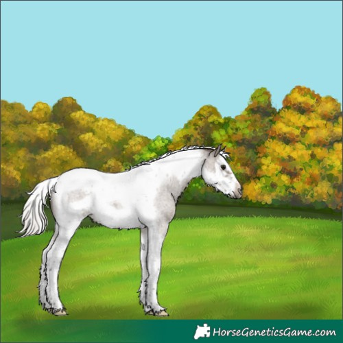Horse Color:Silver Grullo Roan Splash Tobiano Frame Brindle 