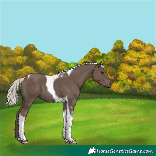 Horse Color:Silver Black Tobiano 
