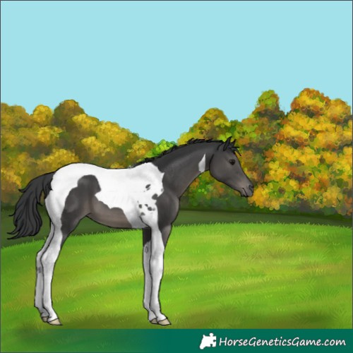 Horse Color:Black Tobiano 