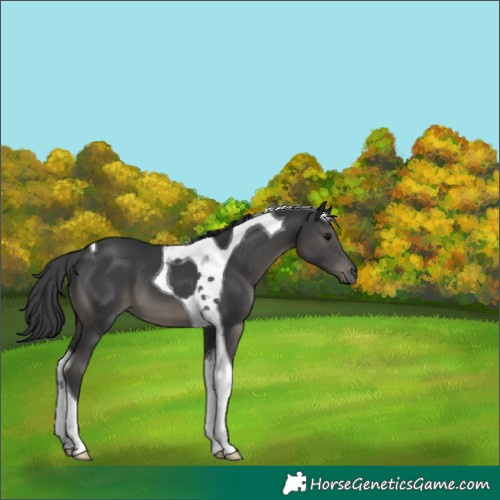 Horse Color:Black Tobiano 