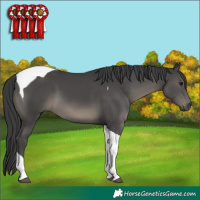 Horse Color:Black Tobiano 