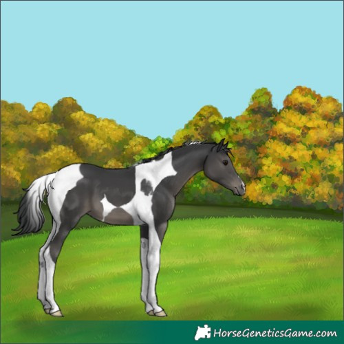 Horse Color:Black Tobiano 