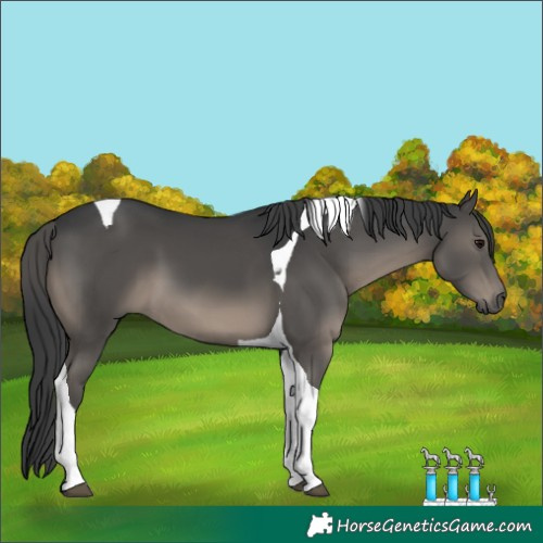 Horse Color:Black Tobiano 